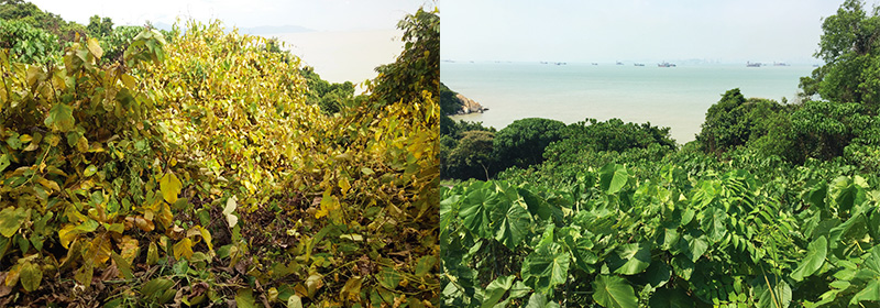有害藤本生態防治技術 有害藤本生態防治技術